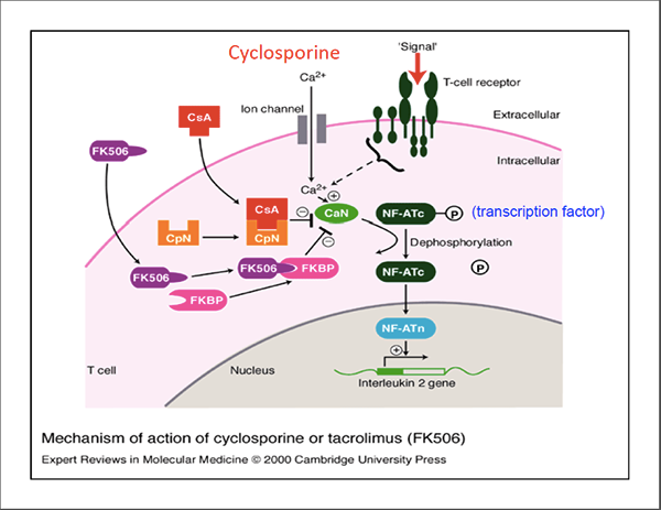 Cơ chế tác động của thuốc ức chế Cyclosporin trong việc điều trị viêm da cơ địa